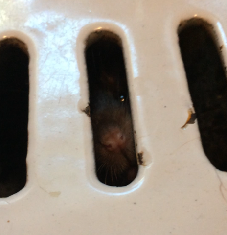 Maus oder Ratte im Abfluss?