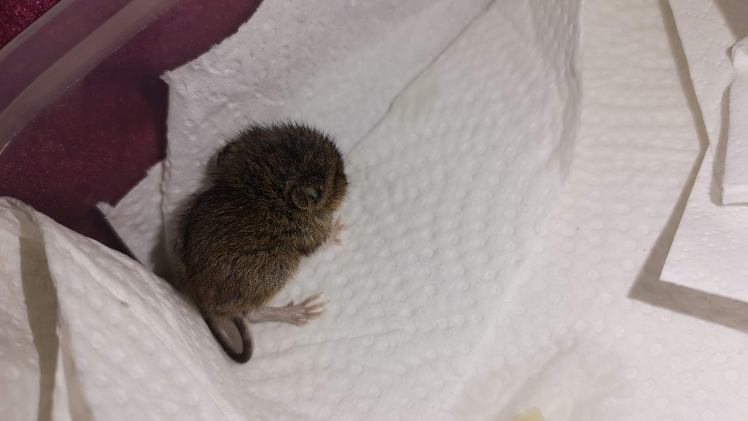 Maus In Der Küche Was Tun Maus was tun?WICHTIG? (Tiere, Biologie, Nagetiere)