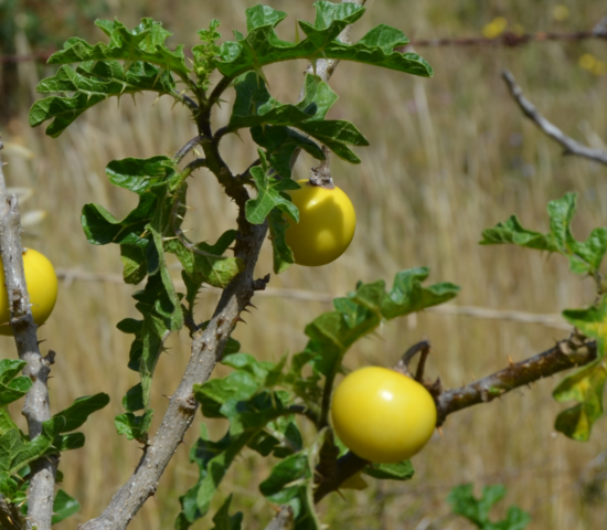 Mediterraner Strauch Mit Gelben Fruchten Pflanzen Mittelmeerraum