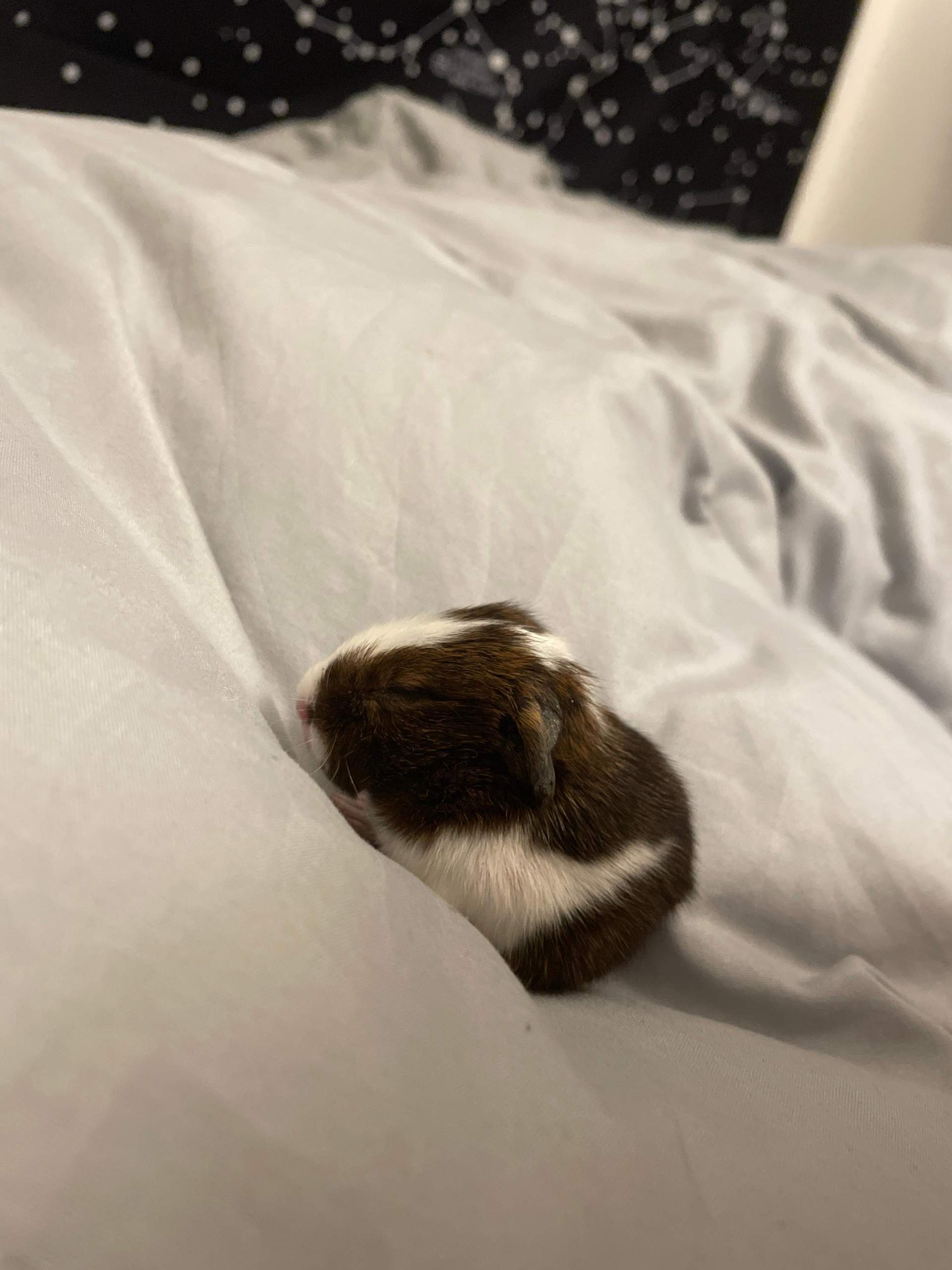 Meeri Baby hat Augen noch geschlossen, was tun? (Meerschweinchen, Tiermedizin, Nagetiere)