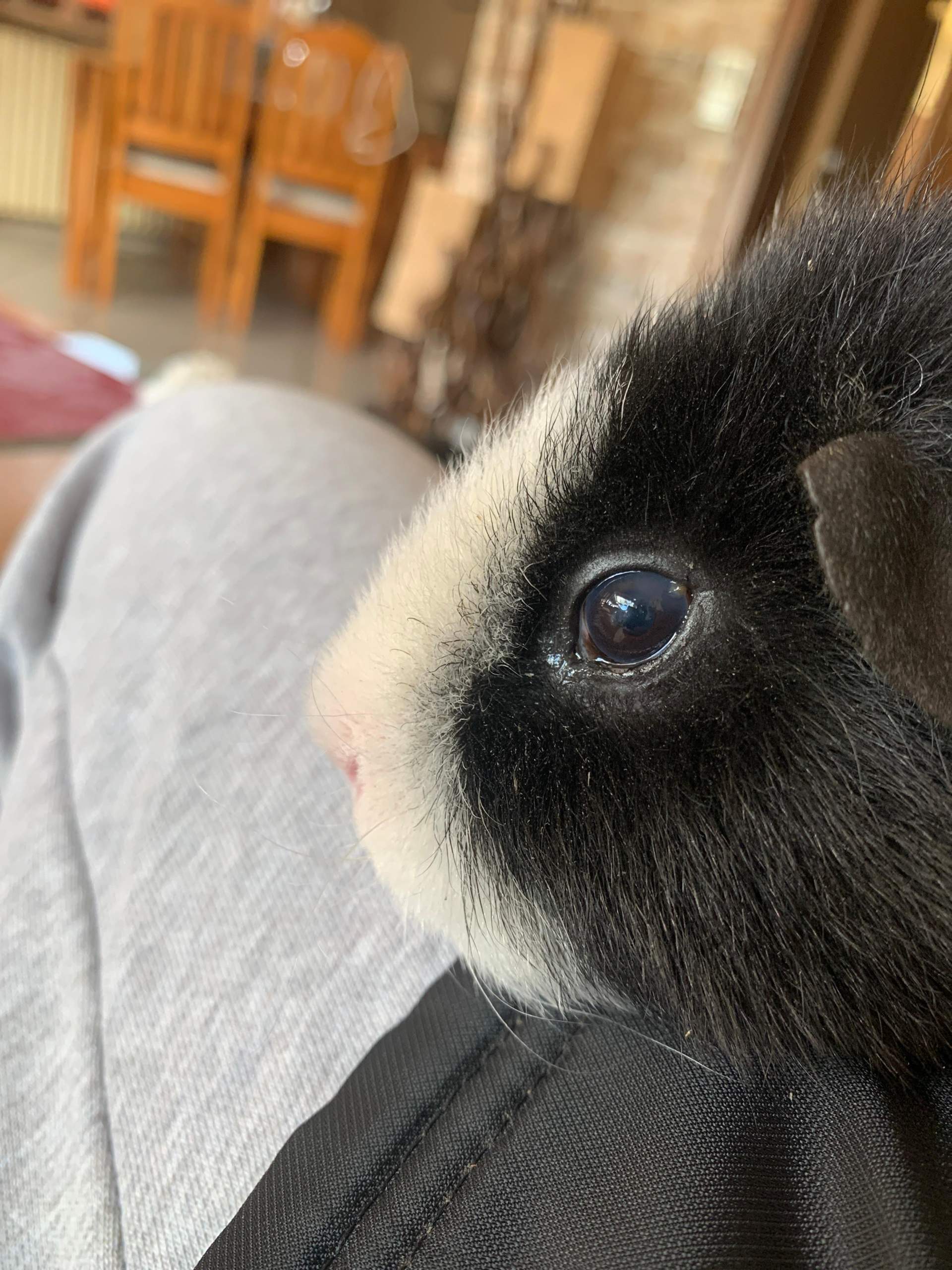 Meerschweinchen Auge Wund? (Tiermedizin, Nagetiere, Kleintiere)