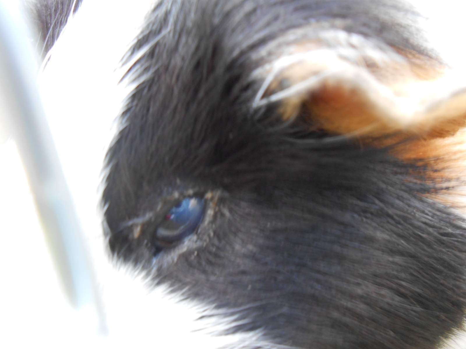 Meerschweinchen Augen erkrankung Dringende Antworten Krankheit meerschweinchen-augen-erkrankung-dringende-antworten-krankheit