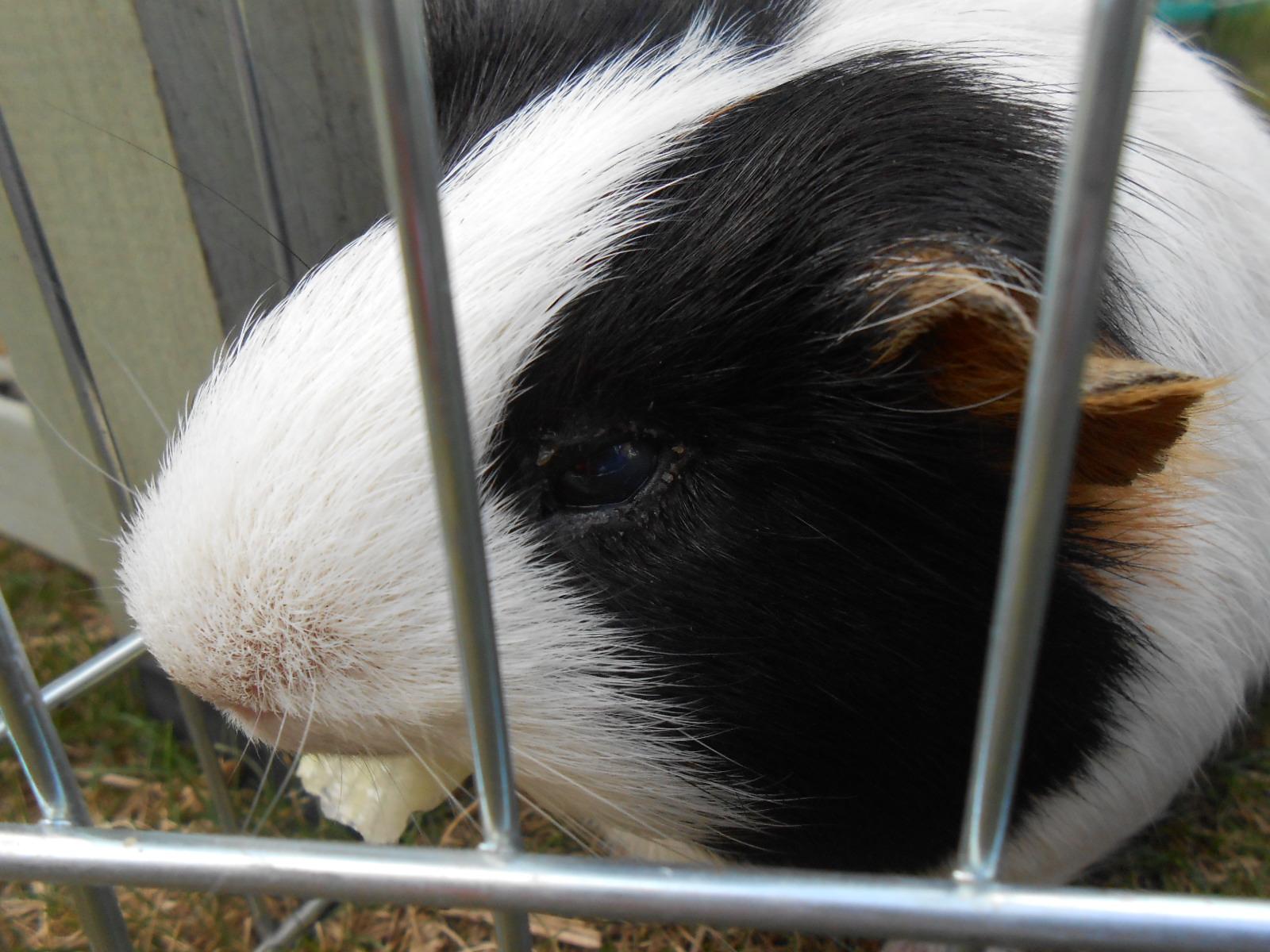 Meerschweinchen Augenerkrankung? Dringende Antworten! (Krankheit)