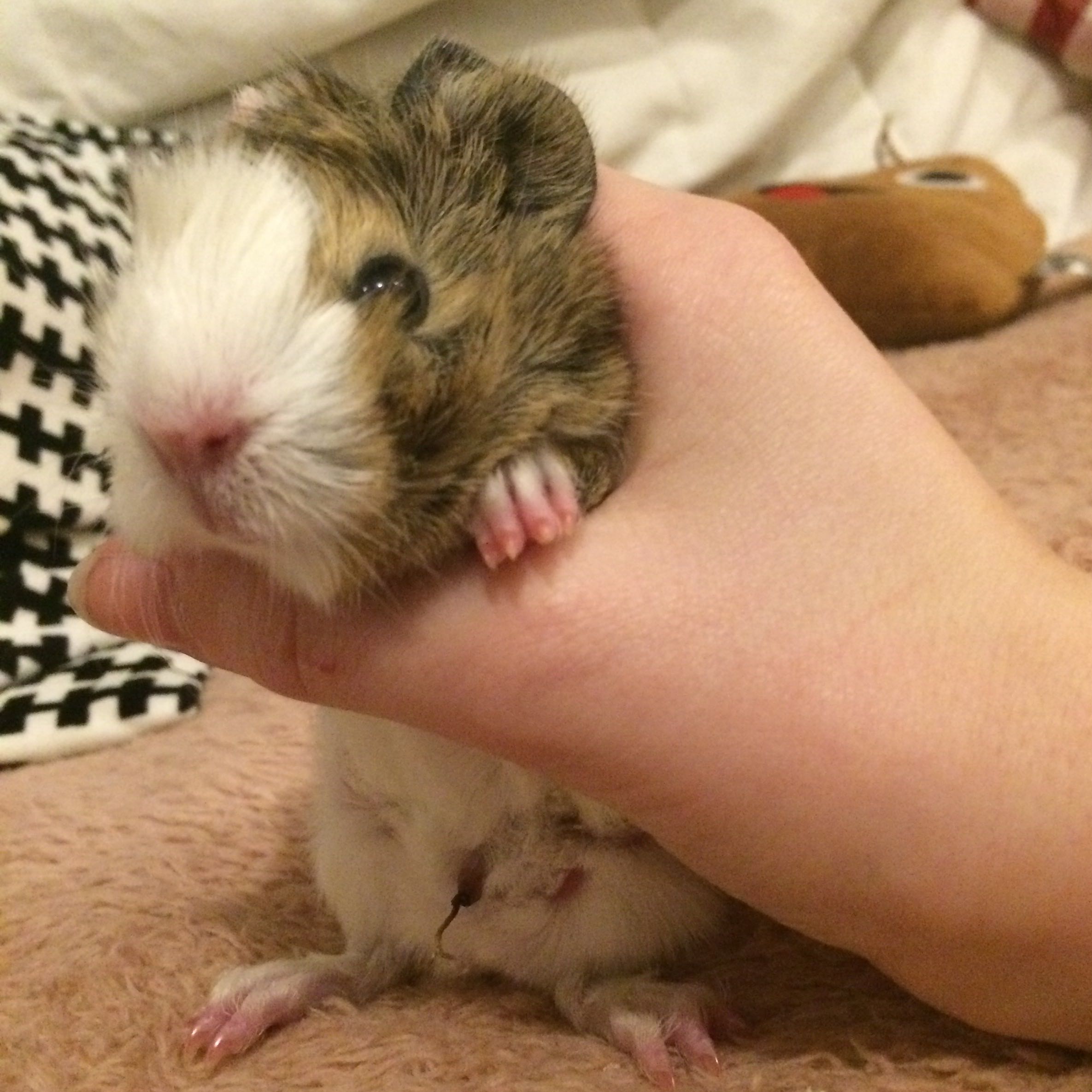 Meerschweinchen Baby Nabelschnur Noch Dran Tiere Haustiere Haltung