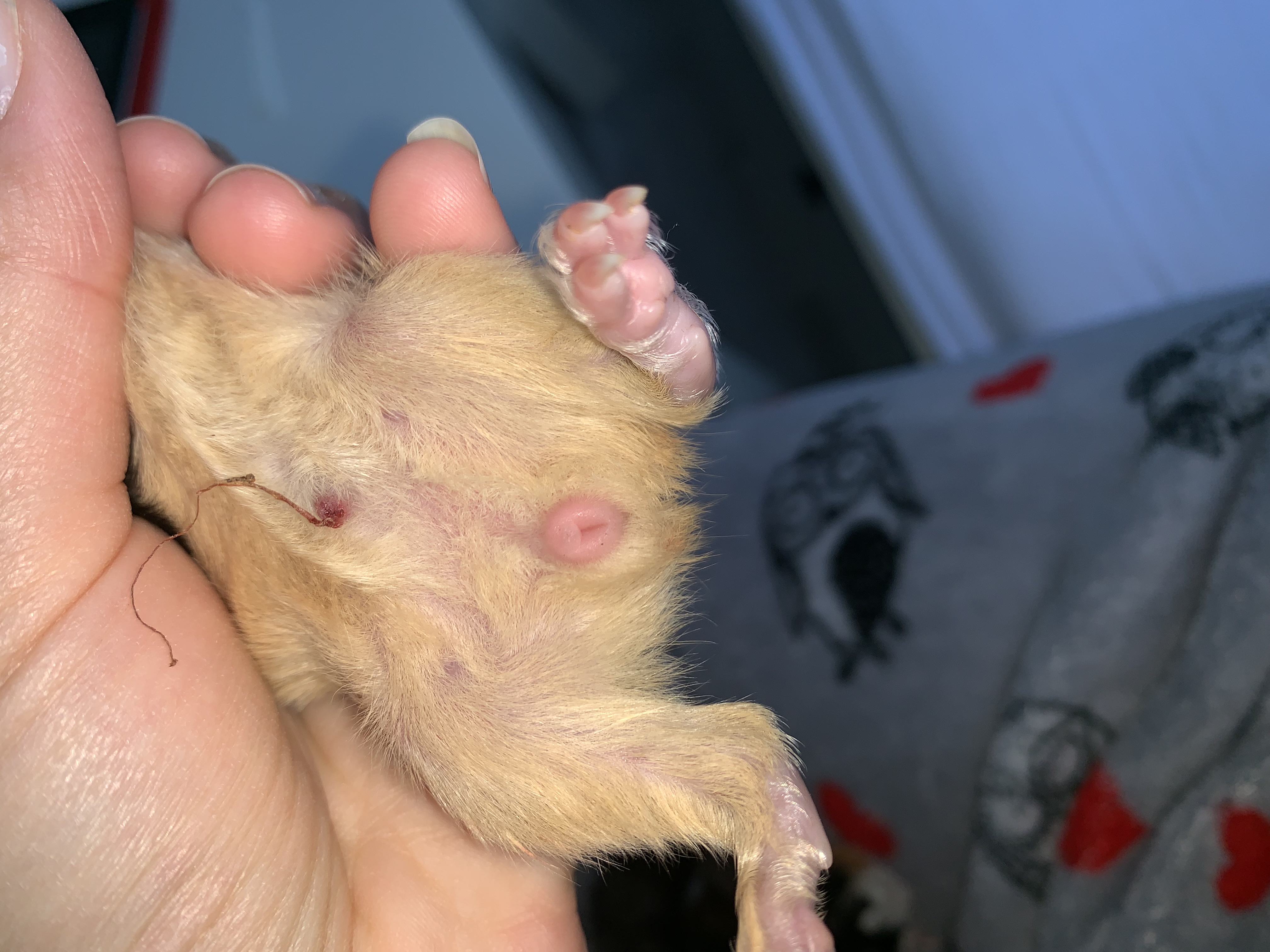 Meerschweinchen Baby Weibchen Oder Mannchen Geschlecht