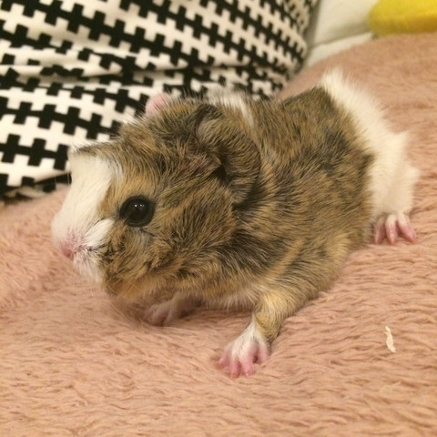 Meerschweinchen Frage 3 Tiere Haustiere Name