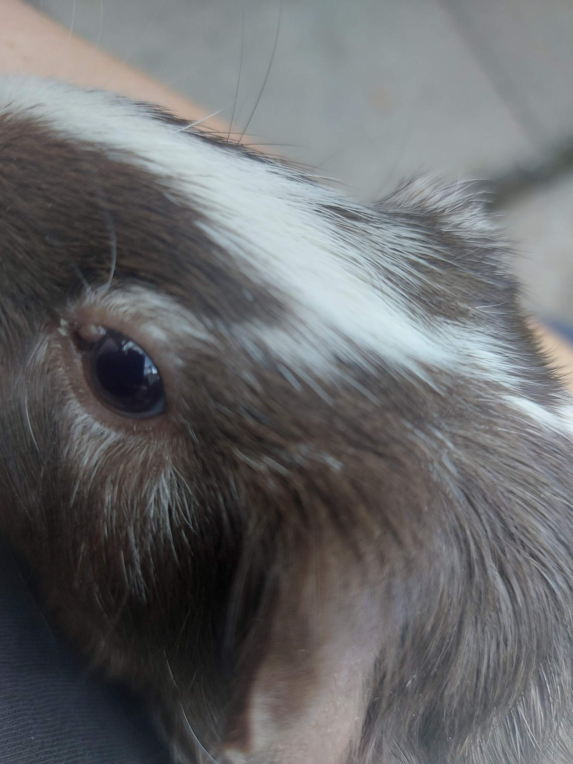 meerschweinchen-hat-was-am-auge-gesundheit-verletzung-nagetiere