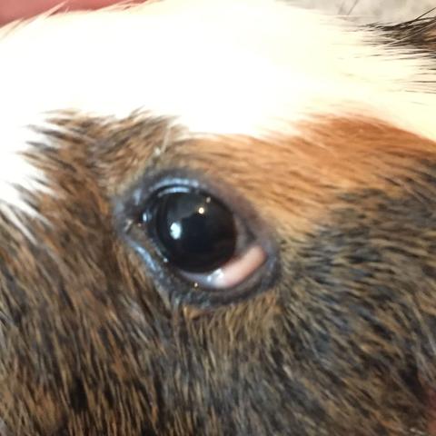 Meerschweinchen Hat Was Wei es Am Auge Was Kann Das Sein Tiere meerschweinchen-hat-was-wei-es-am-auge-was-kann-das-sein-tiere