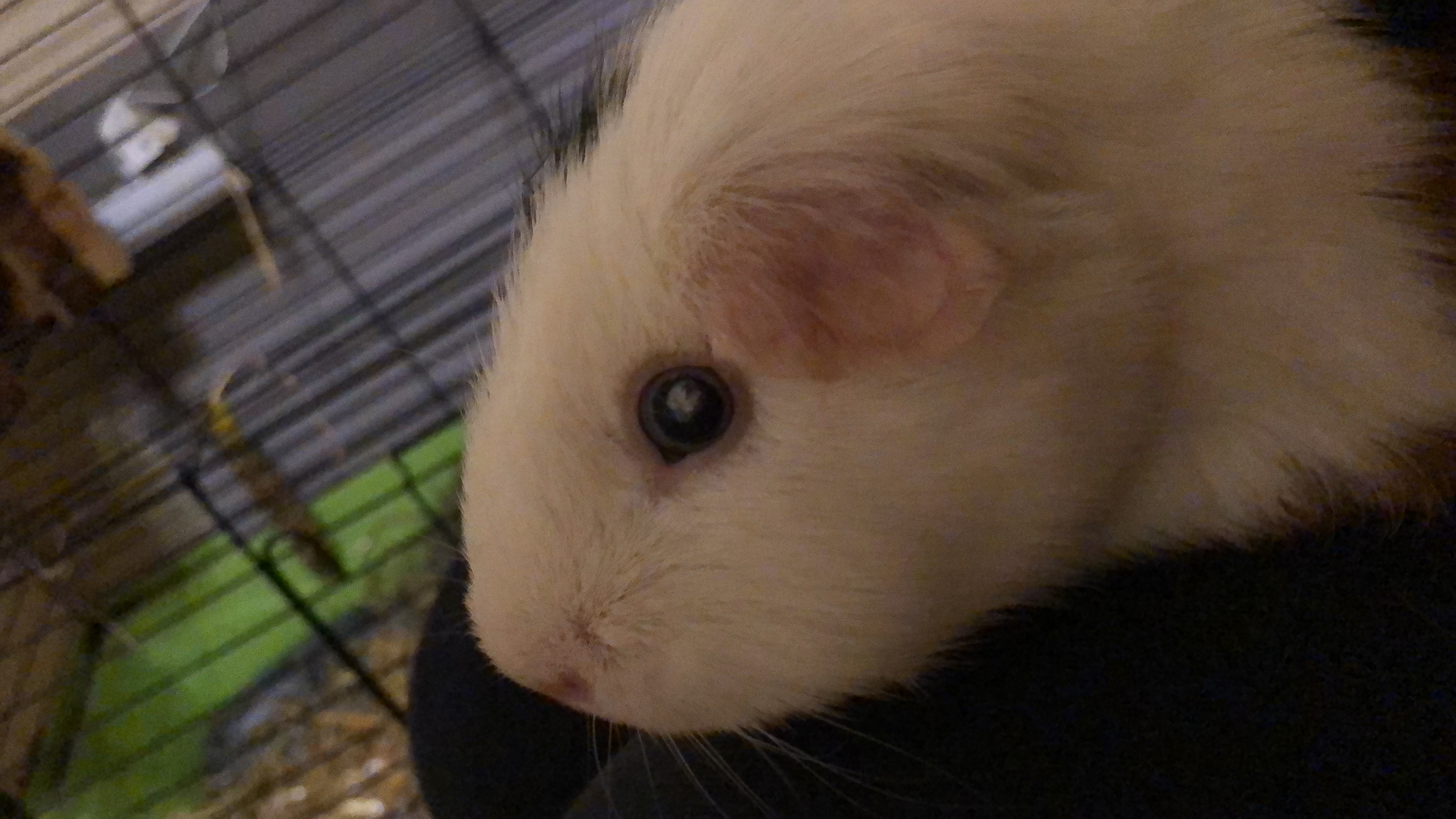 Meerschweinchen hat weißen Punkt im Auge? (Gesundheit, Tiere, Augen)