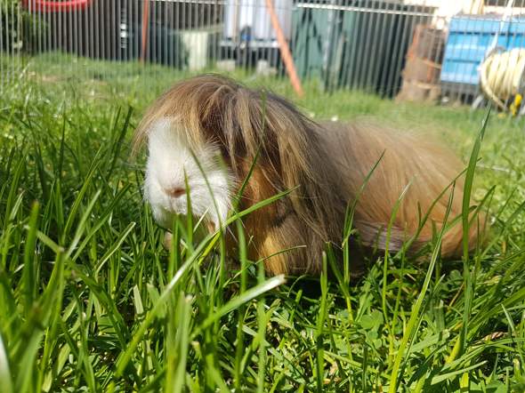 Meerschweinchen Namen Tiere Namensanderung