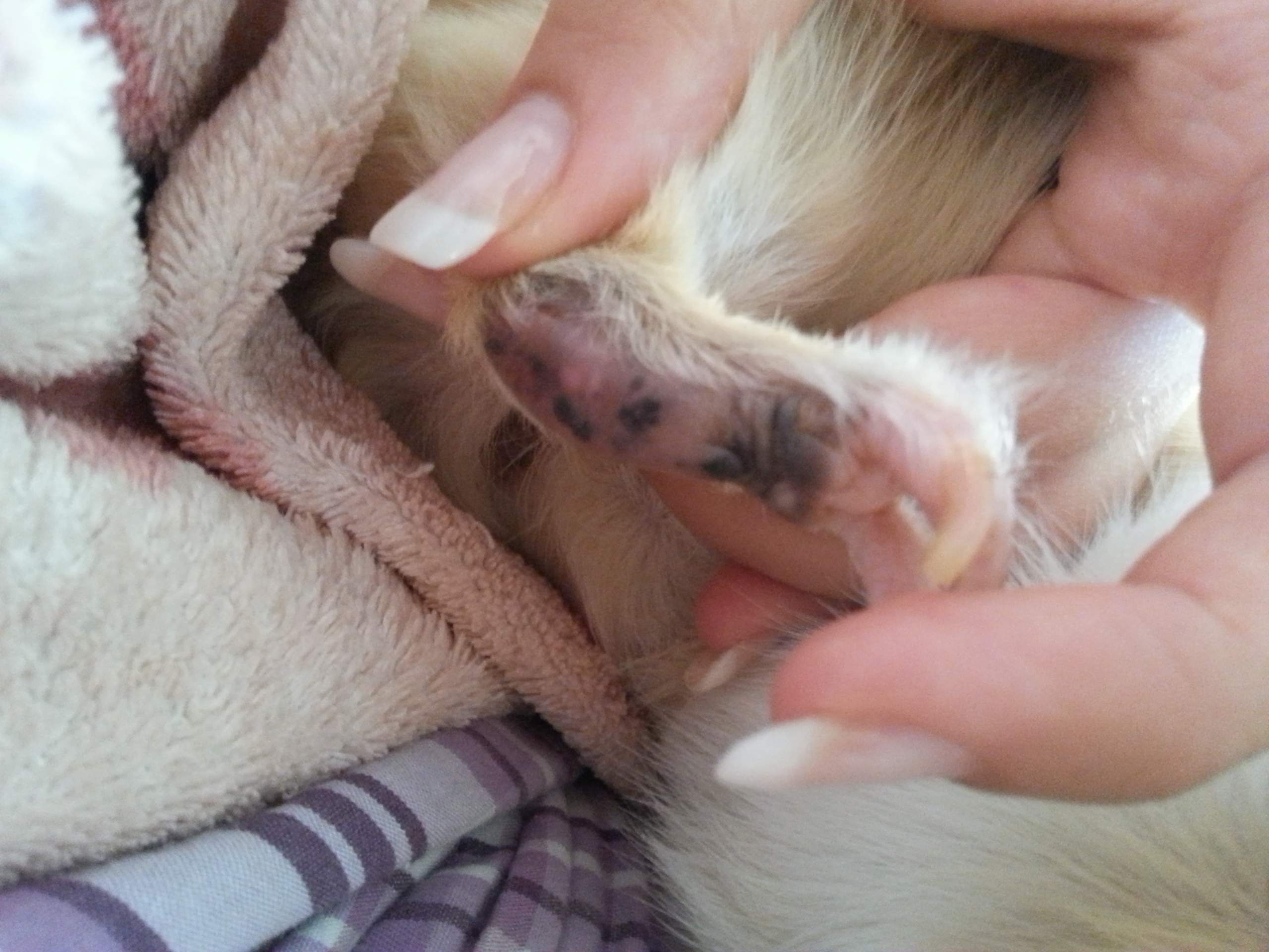 Meerschweinchen Pfoten geschwollen? (Tiere, Krankheit, Pfote)
