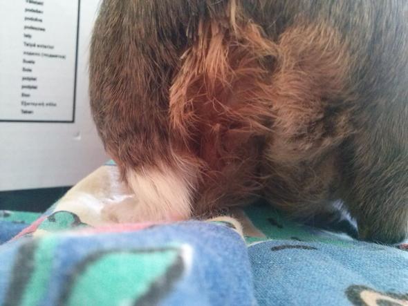 Der Hintern... - (krank, Meerschweinchen, Fell)