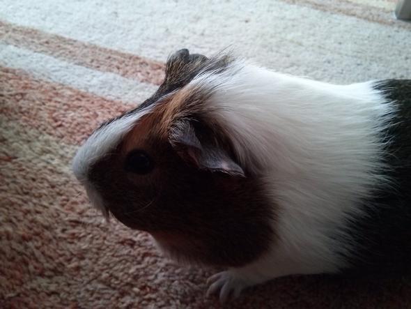Das Meeri... - (krank, Meerschweinchen, Fell)