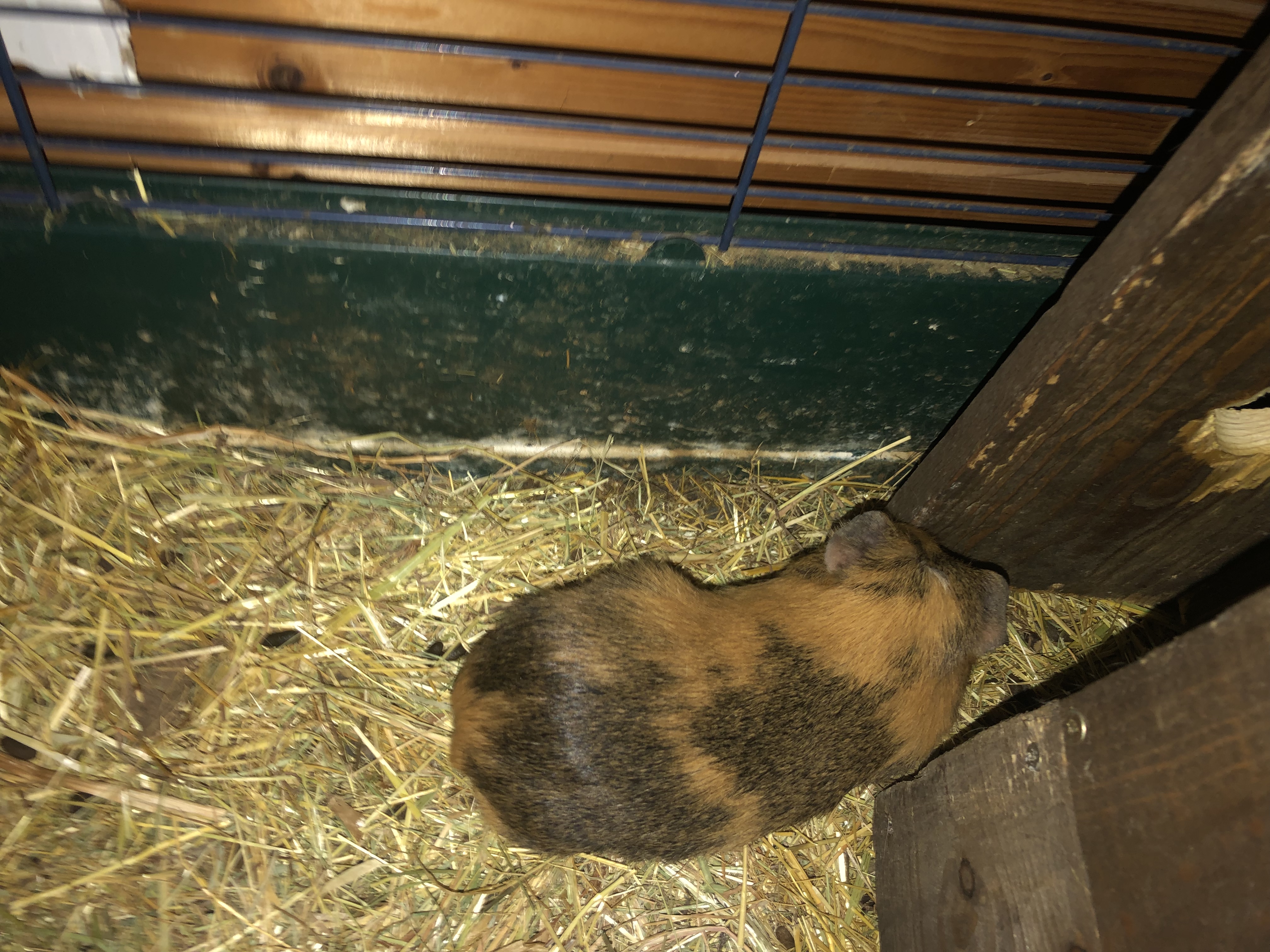 Meerschweinchen schwanger oder nicht ist dringend bitte Meerschweinchen schwanger oder nicht ist dringend bitte