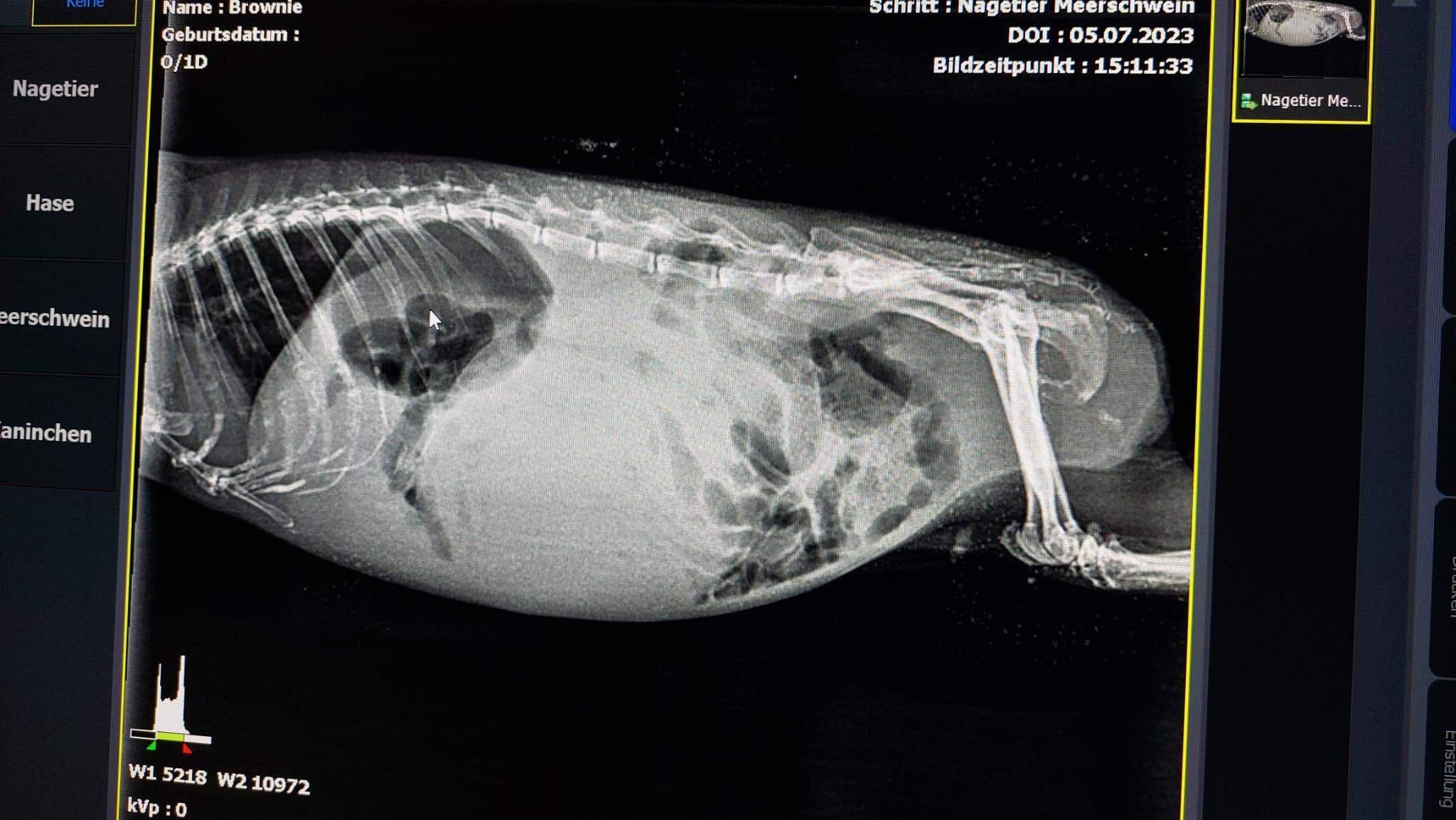 Meerschweinchen Tumorart Röntgen? (Gesundheit, Tiermedizin, Nagetiere)