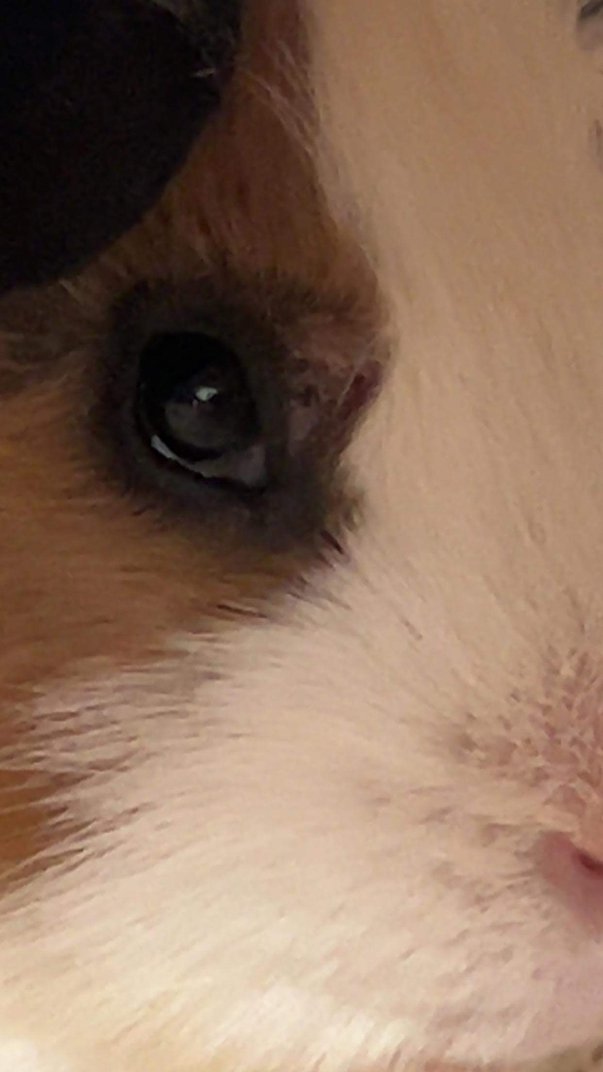 meerschweinchen-verletzung-am-auge-gesundheit-tiermedizin