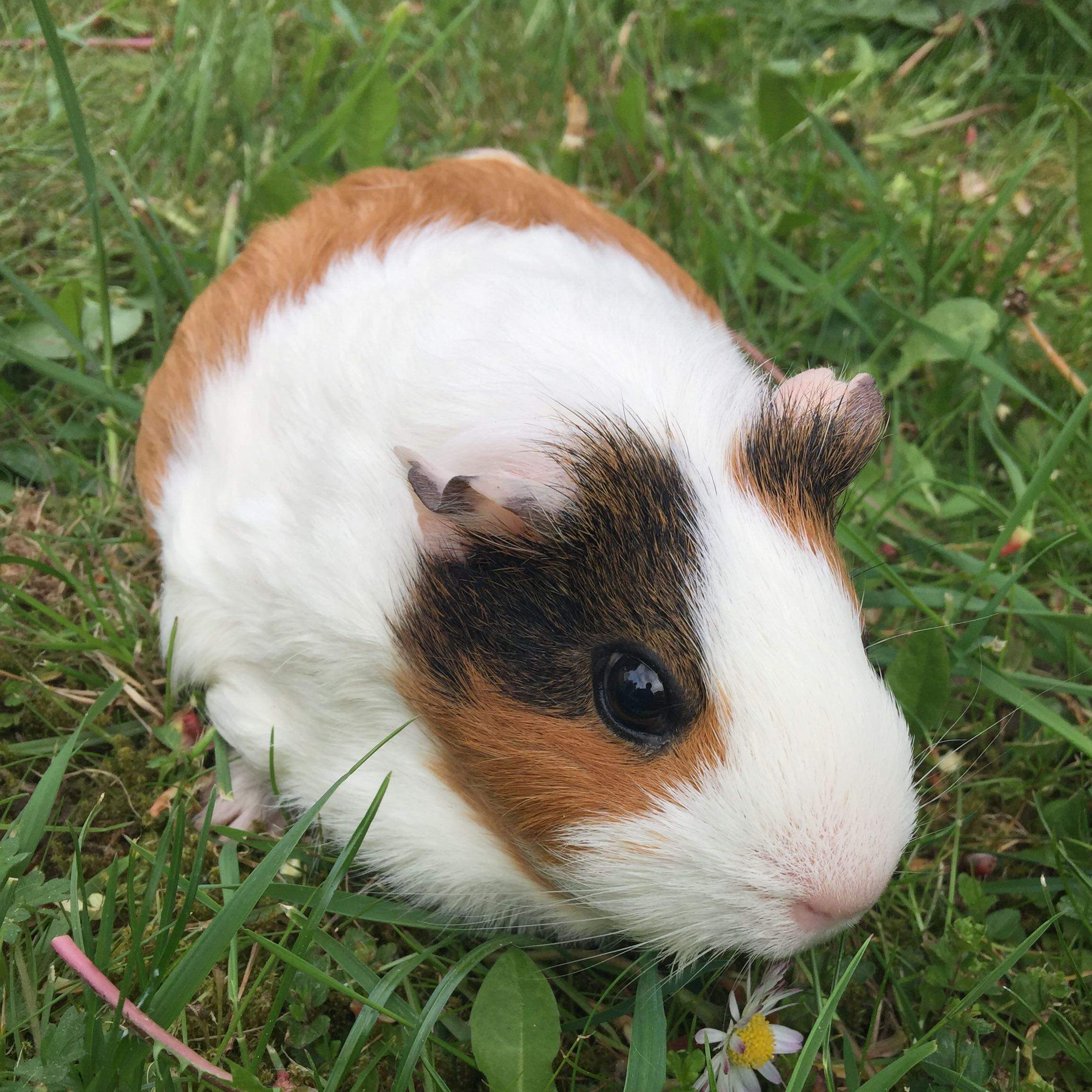 Meerschweinchen werden nicht so groß wie die Mutter/Vater? (Tiere, Größe)