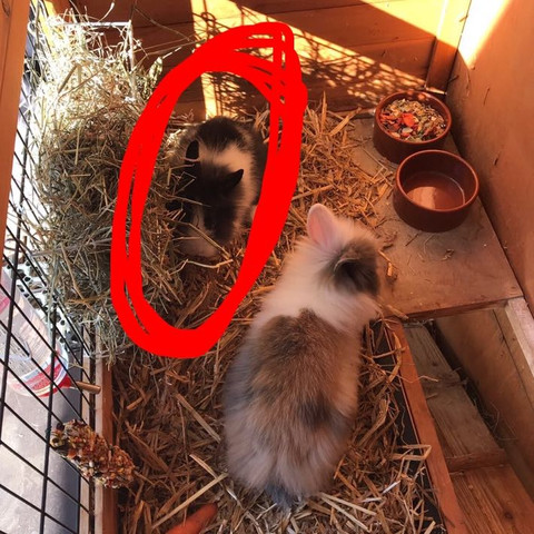 Meerschweinchen Namen Mit Y Oder I Am Ende Gesucht Tiere Haustiere