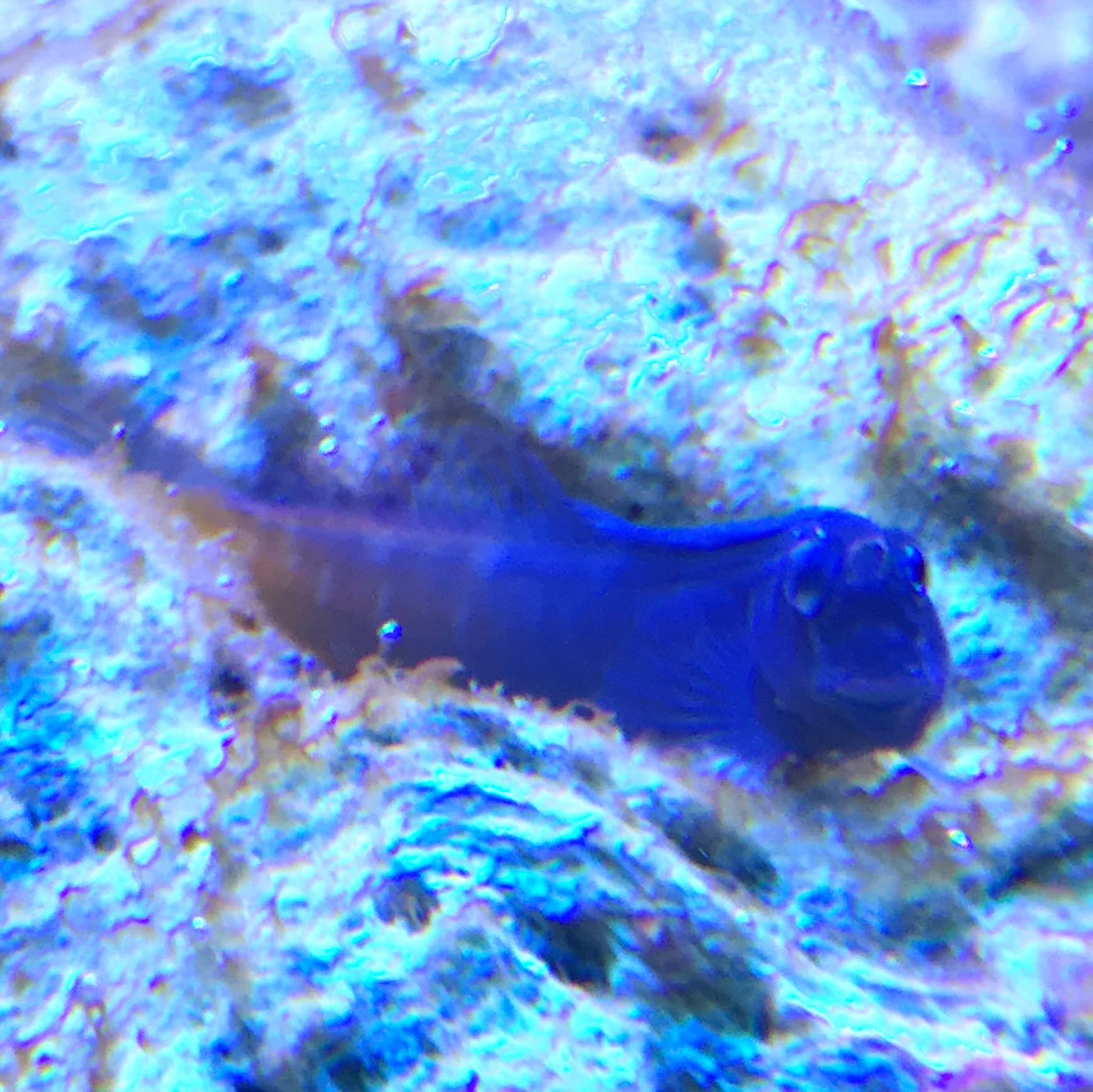 Fische Sterben Im Aquarium Trotz Guter Wasserwerte Meerwasser Aquarium Fisch sterben trotz guter Werte? (Tiere, Fische