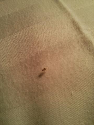 Kleine insekten Kleine insekten