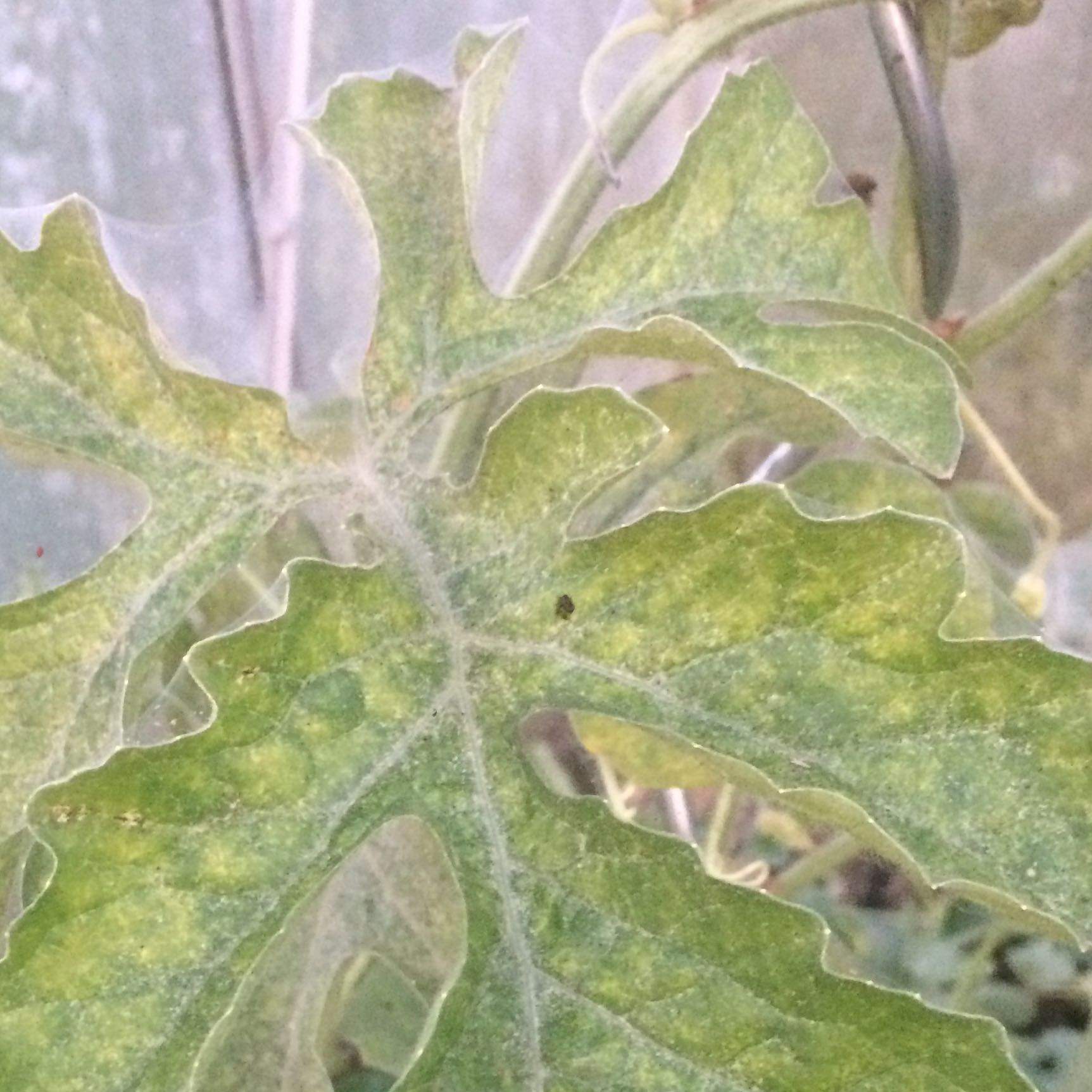 Mehltau bei Melonen? (Gesundheit und Medizin, Garten, Melone)