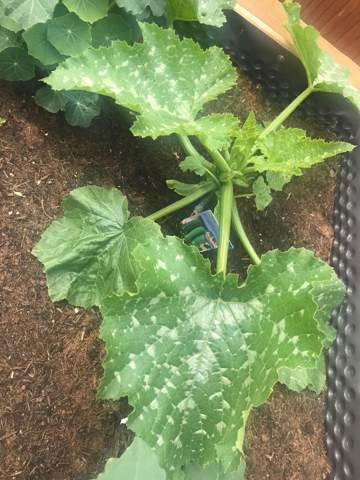 Mehltau Zucchini? (Pflanzen, Garten)
