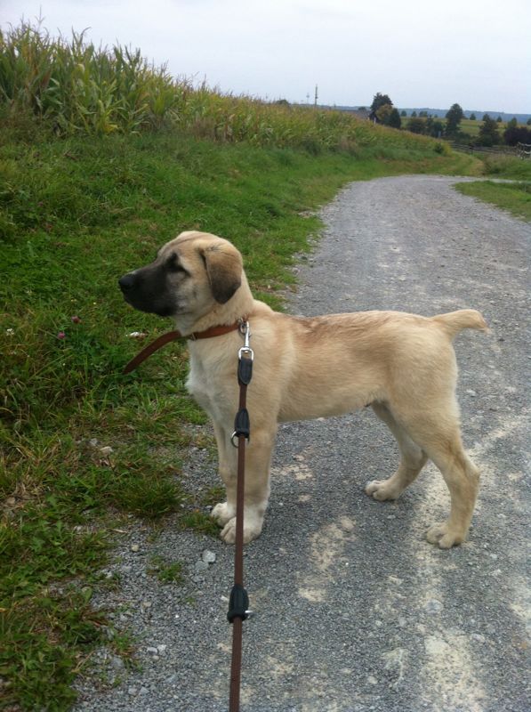 Mein 11 wöchiger Kangal Welpe beißt mich, bitte um Rat! (Tiere, Hund