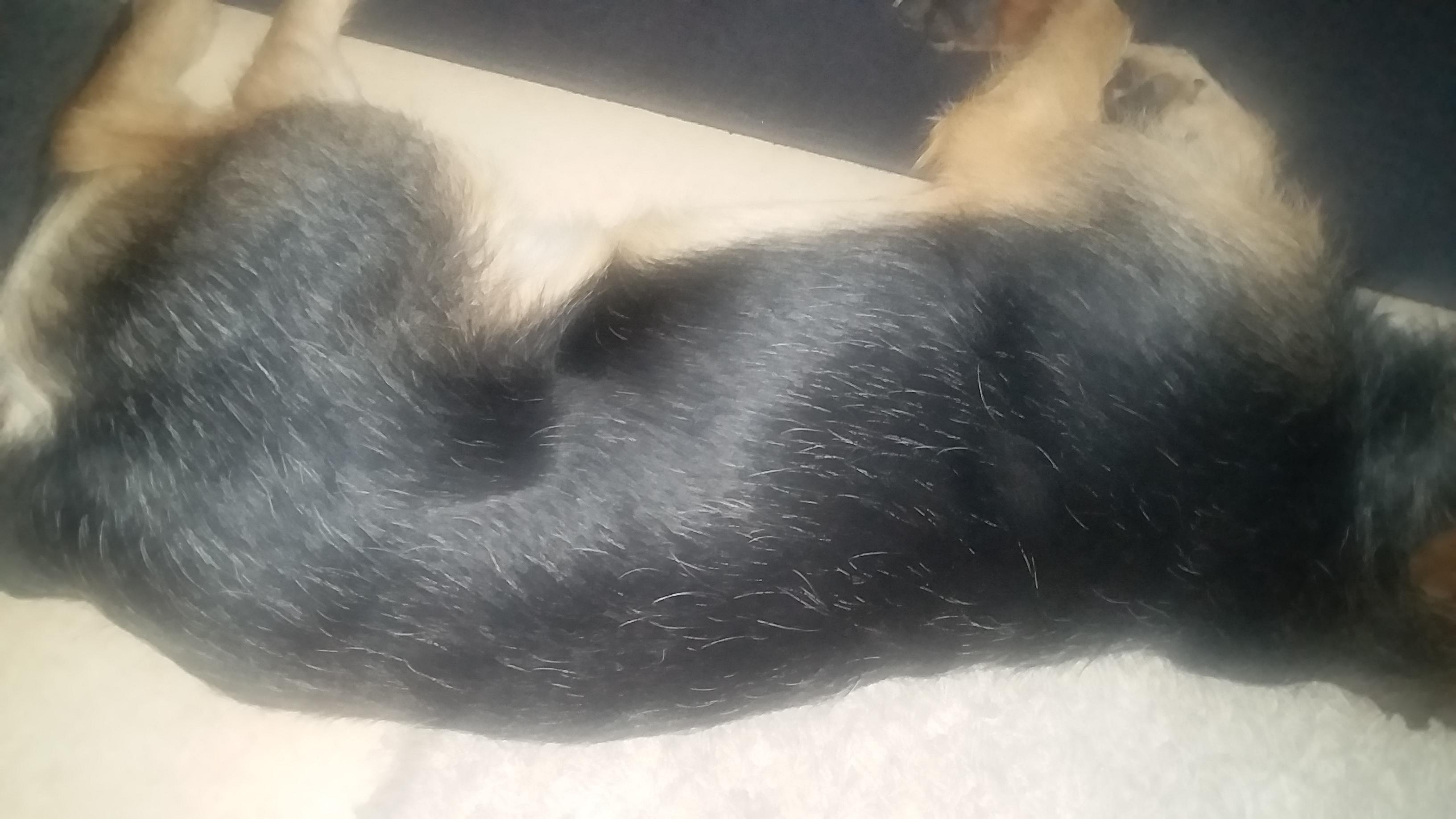 Mein 2 einhalb jähriger Hund hat jetzt schon graue Haare?