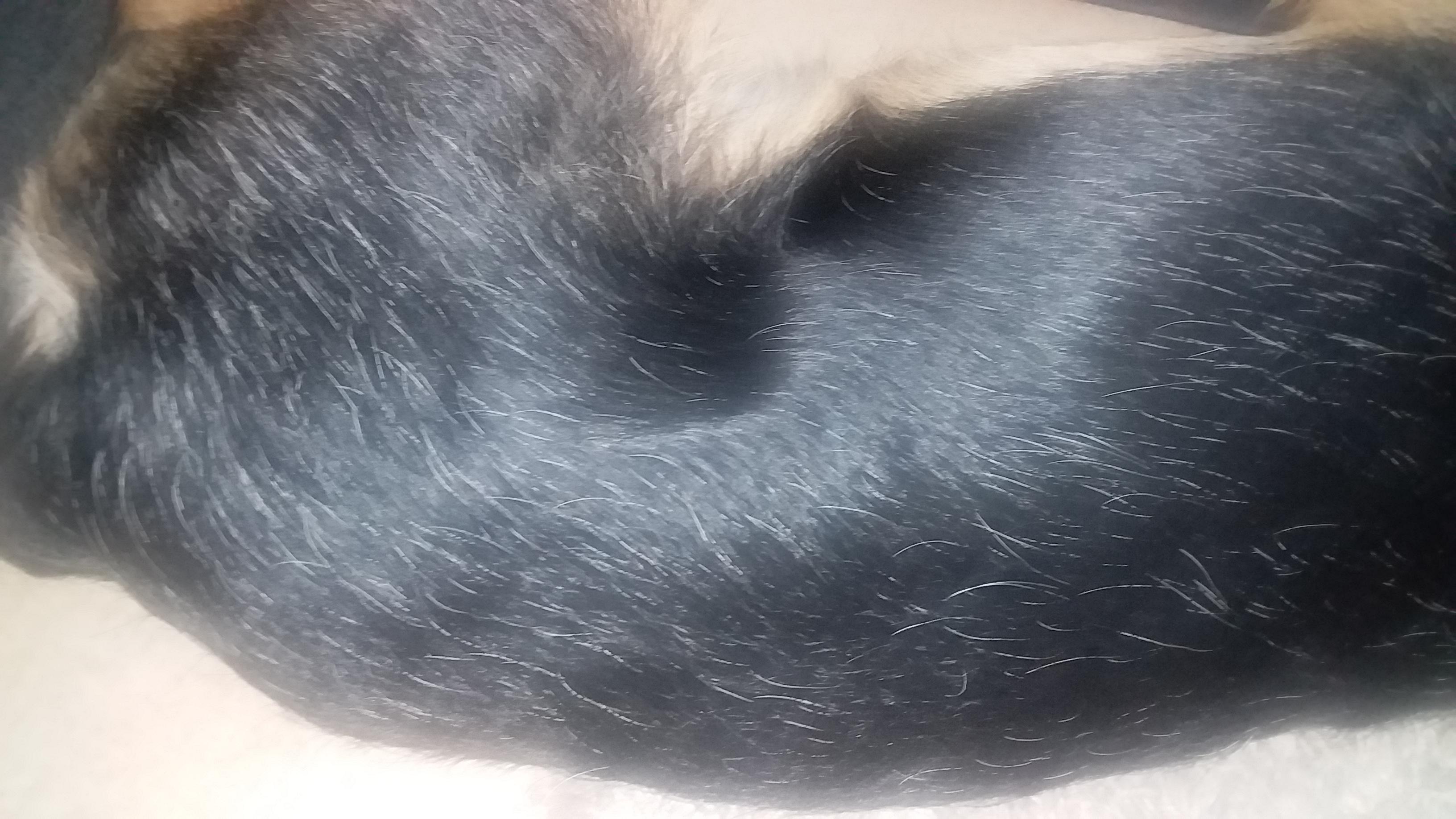 Mein 2 einhalb jähriger Hund hat jetzt schon graue Haare?