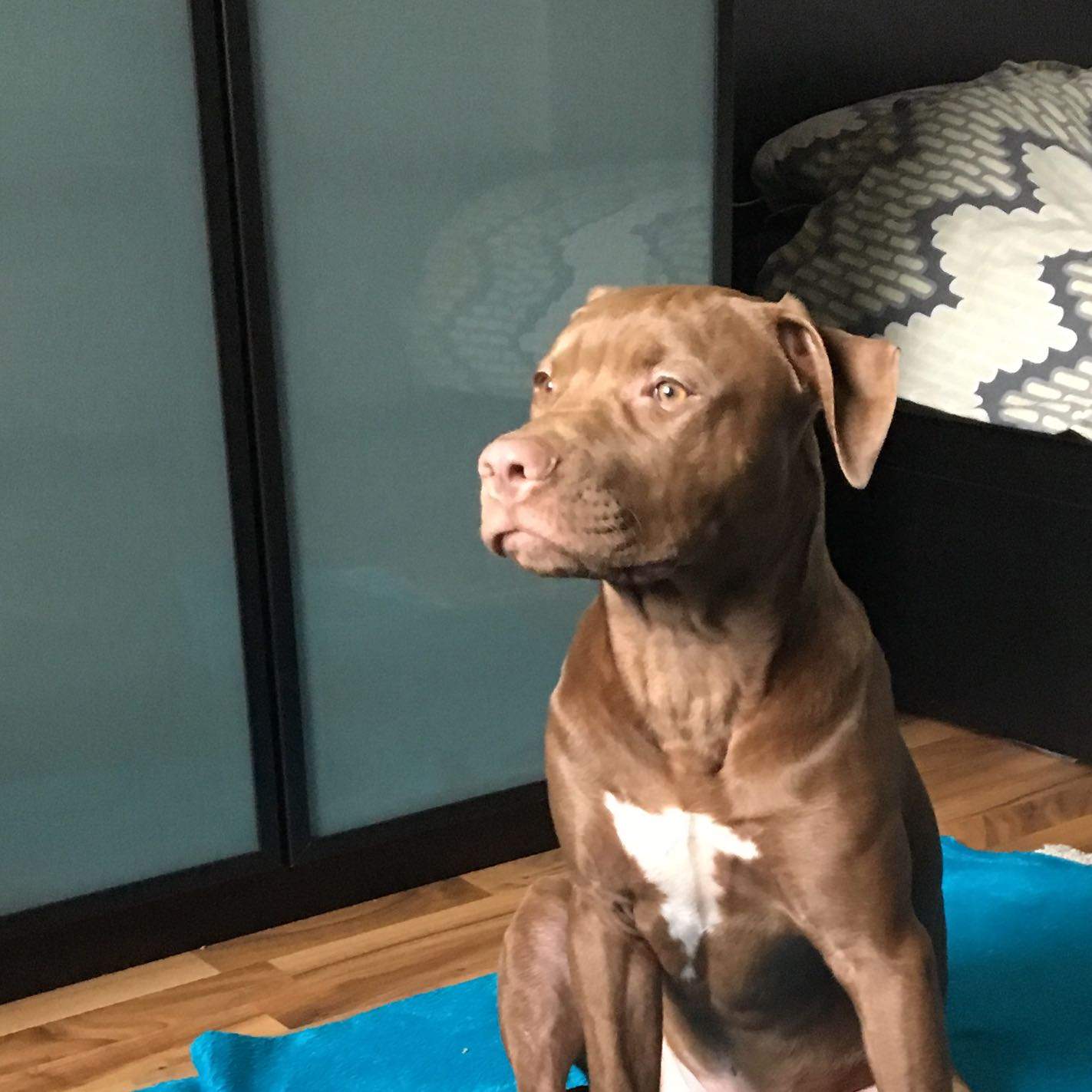 Mein 6 Monate alter pitbull ignoriert mich sobald er aus der Leine raus