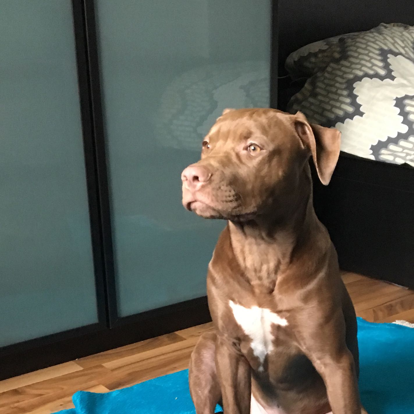 Mein 6 Monate alter pitbull ignoriert mich sobald er aus der Leine raus ...