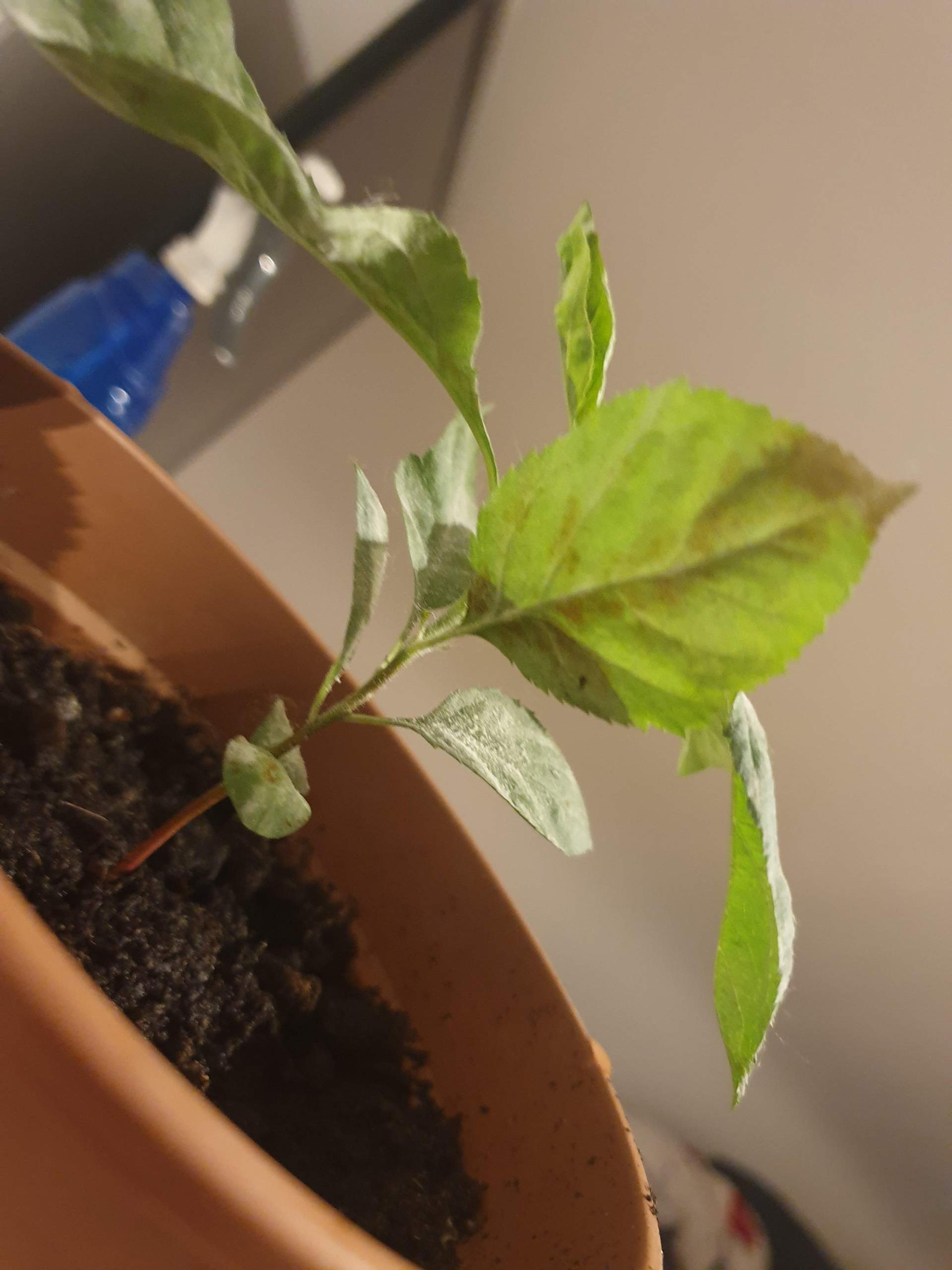 PR FEN SIE OB SIE EIN ECHTER ODER FALSCHER FAN VON BEYONC SIND MIT visual data 4