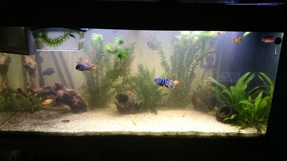 Mein Aquarium ist total trüb wie bekomme ich das weg? (Fische)