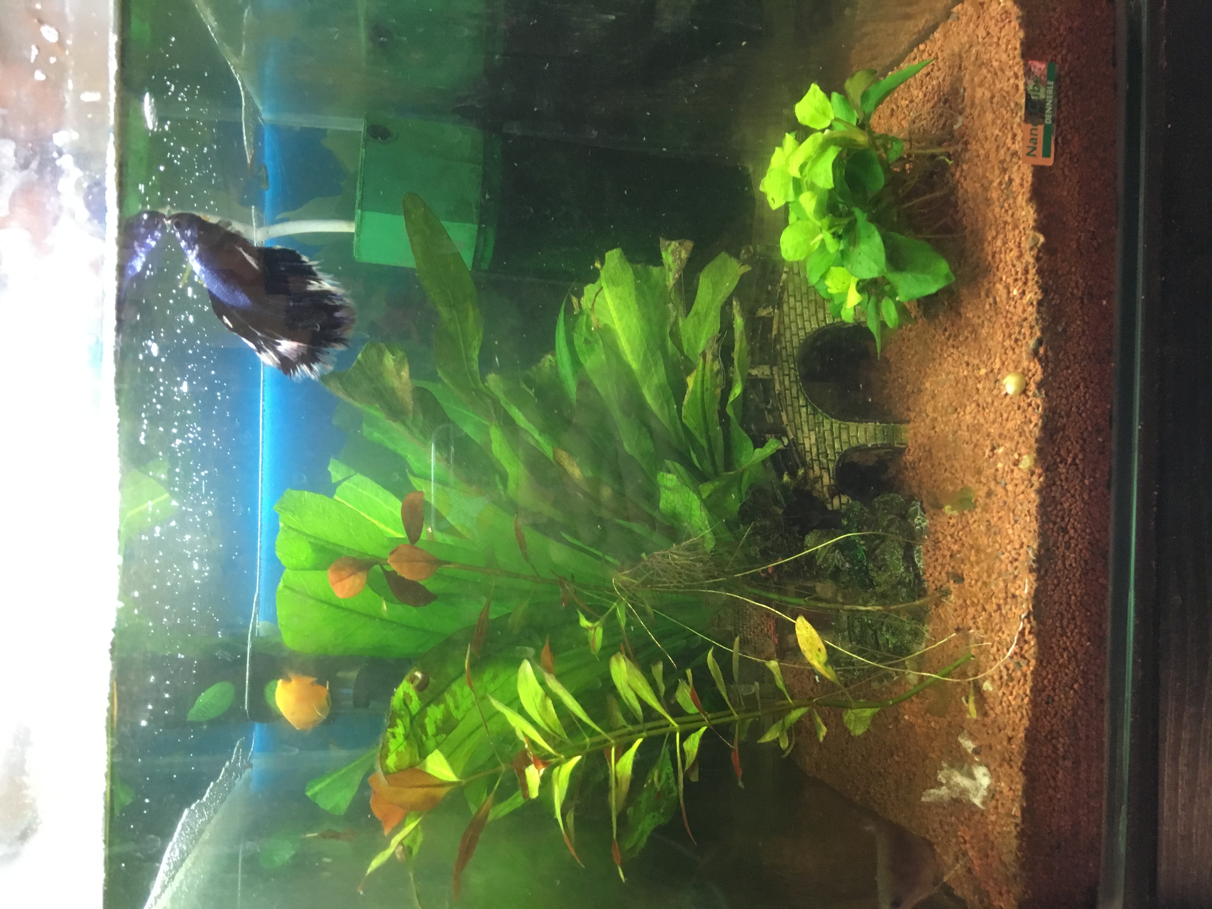 Mein  Aquarium  ist total veralgt Was soll ich tun Fische   Mein  Aquarium  ist total veralgt Was soll ich tun Fische