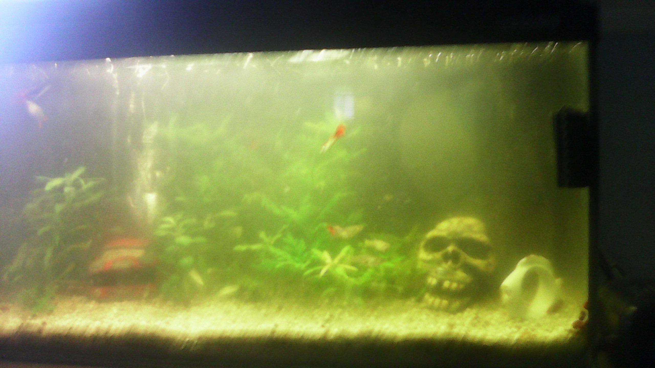 Mein aquariumwasser ist sehr trübe geworden (Tiere, Wasser, Fische)