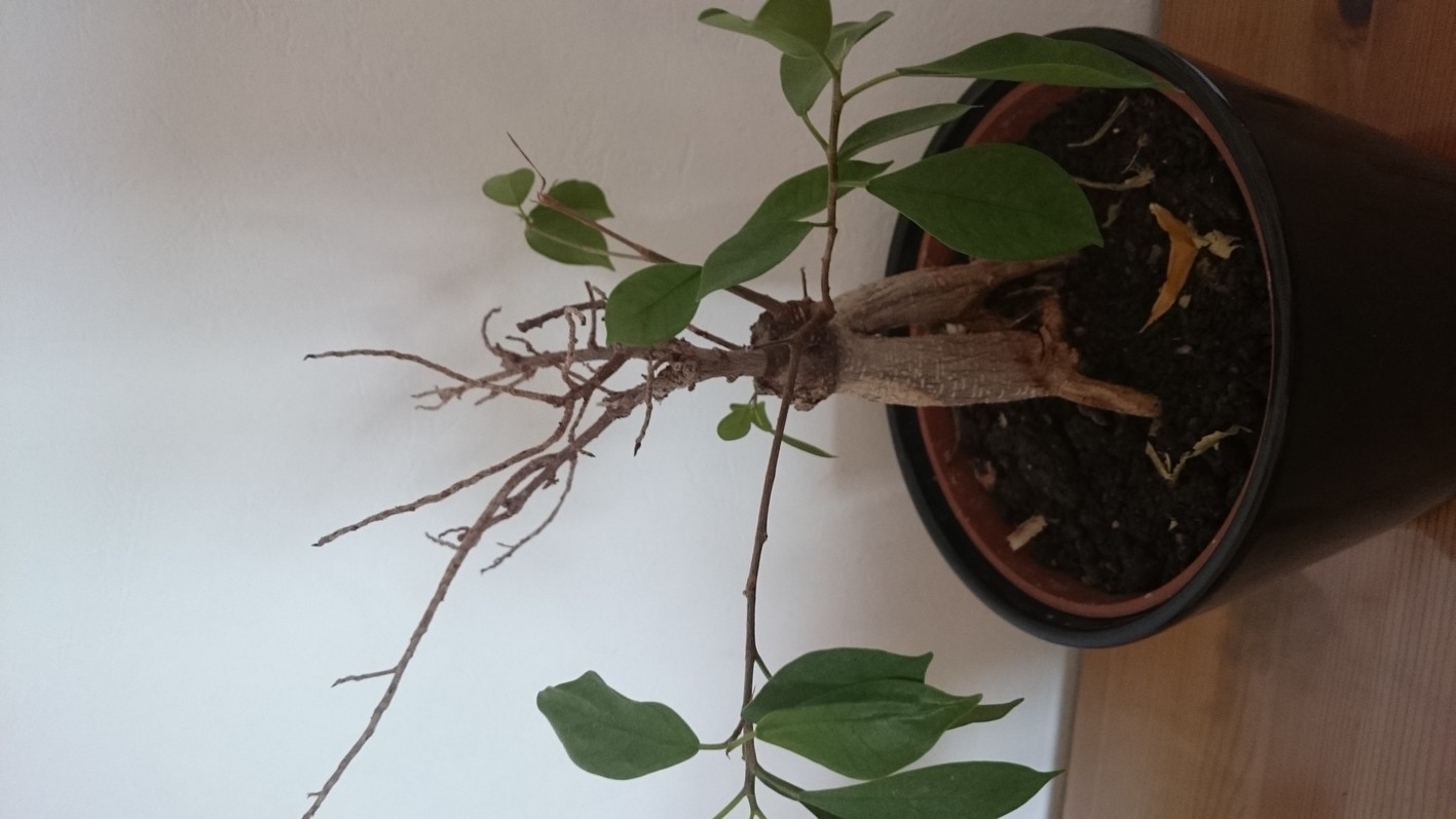 Mein Bonsai (Ficus Ginseng) sieht sehr schlecht aus, ist er krank