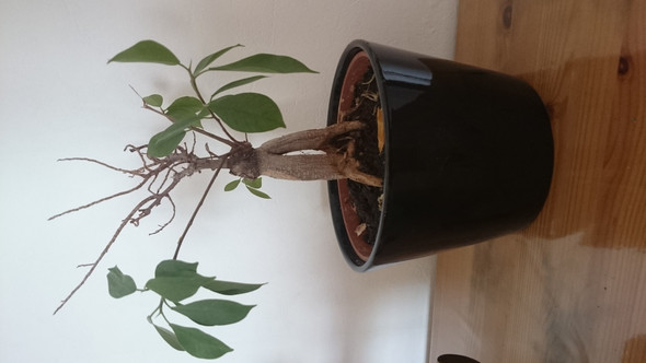 Bild 2 - (Pflanzen, Blätter, Bonsai)