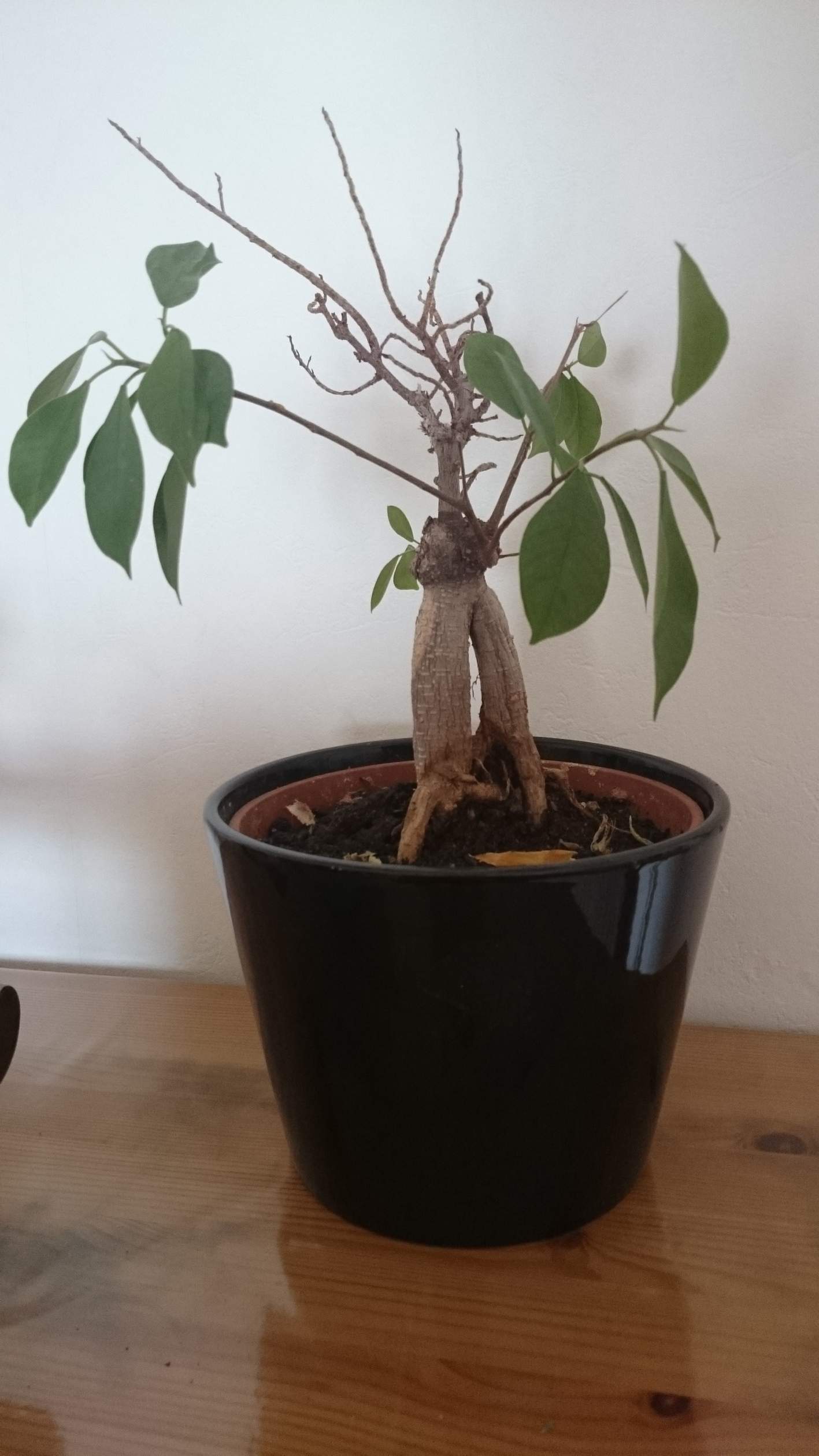 Mein Bonsai (Ficus Ginseng) sieht sehr schlecht aus, ist er krank