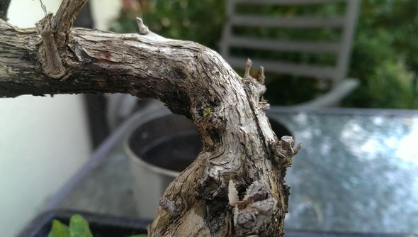 triebe des Junischnee - (Natur, Baum, Bonsai)