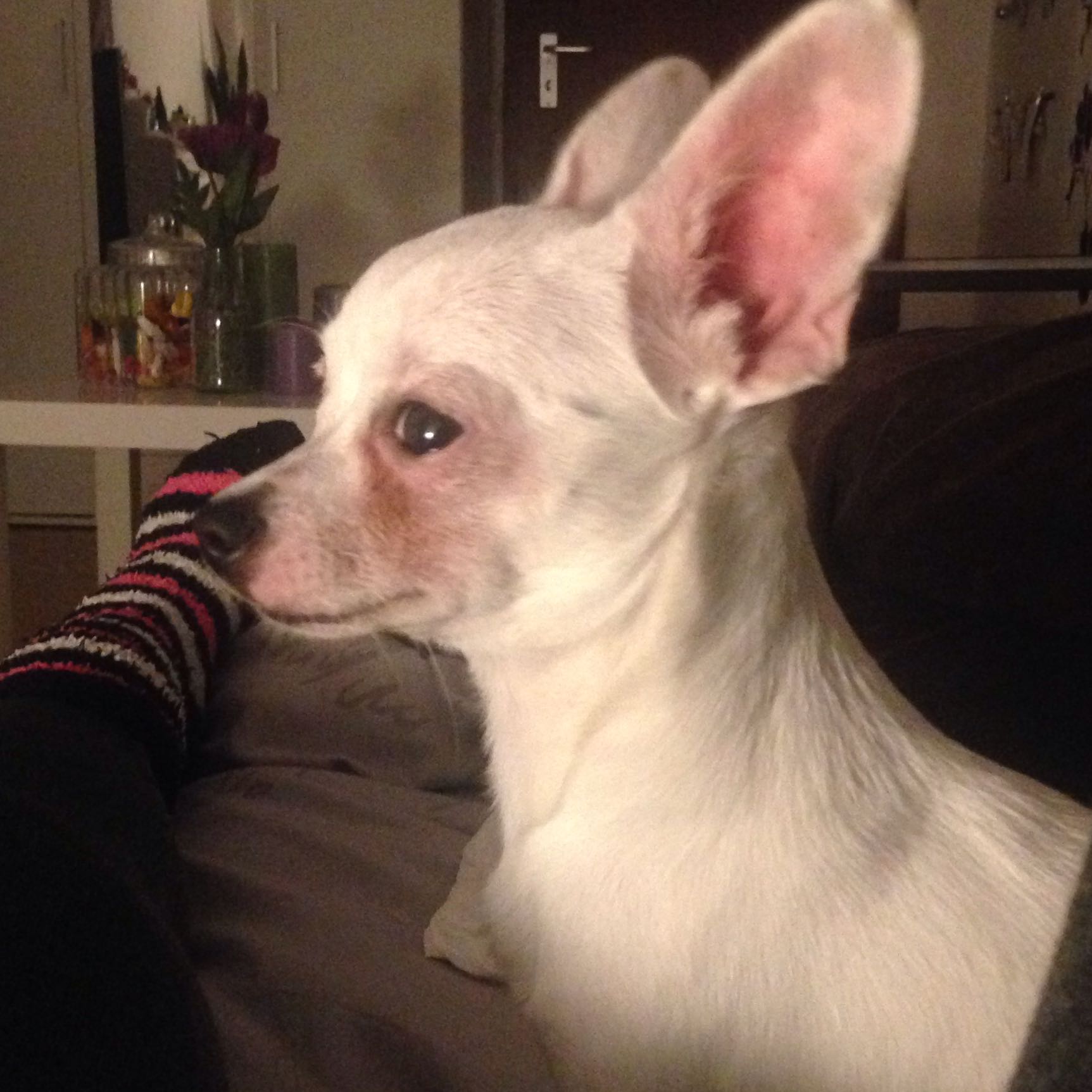 Warum hat mein Chihuahua starke Augenringe? (Hund)