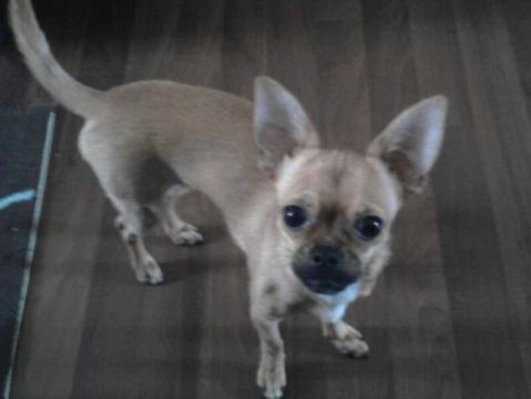mein baby :) - (Hund, Chihuahua)