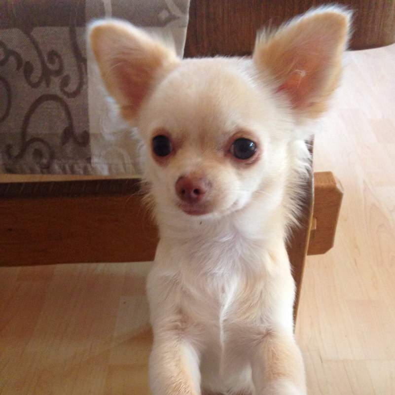 Mein Chihuahua Welpen kotzt gelber Schaum (Krankheit, Hund