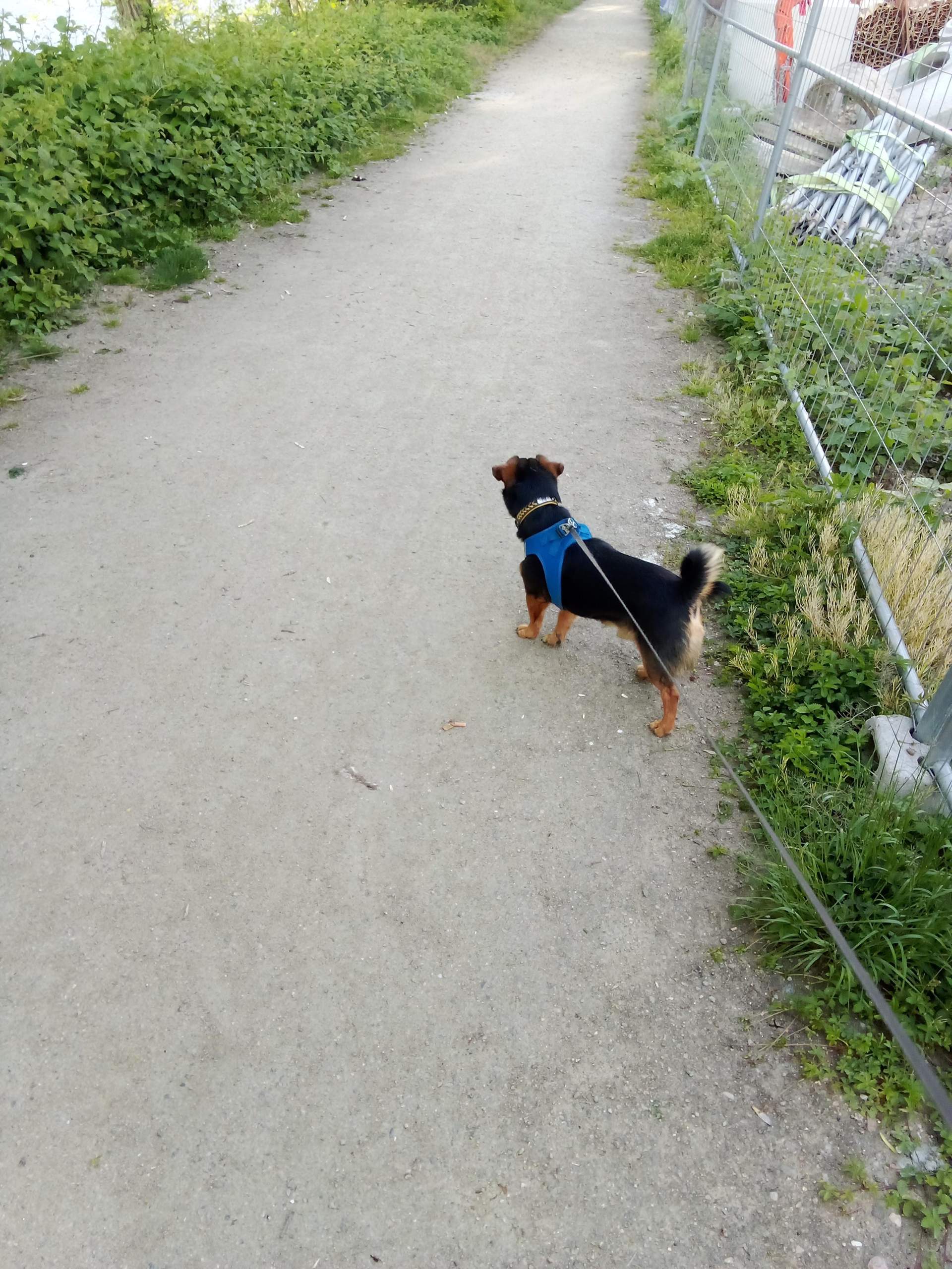 Mein dackelmix lässt sich hinten am po die Haare nicht wegmachen