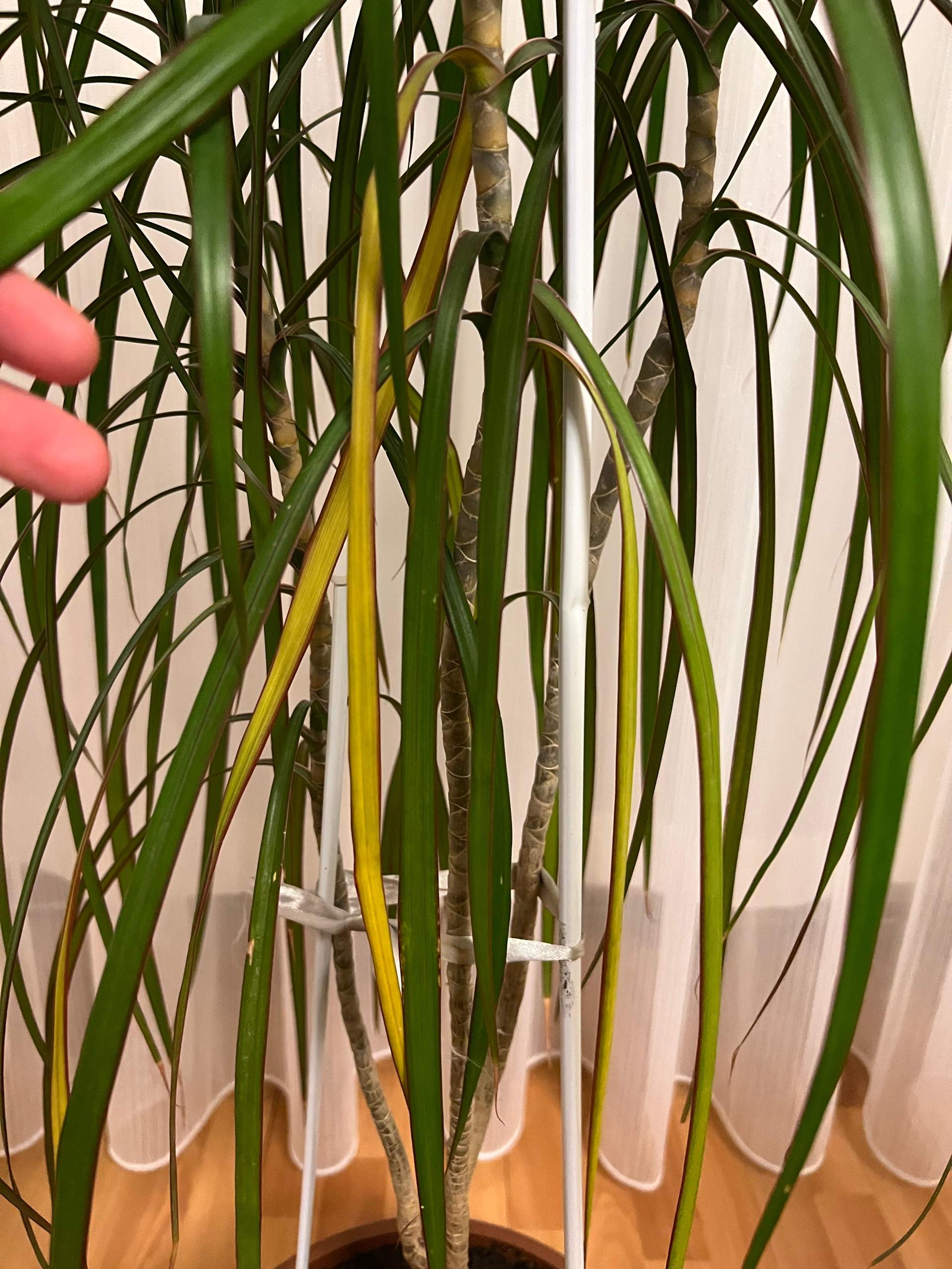 Mein Drachenbaum Dracaena bekommt gelbe Bltter? (Wasser, Pflanzen, Flecken)