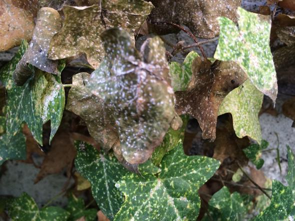 Mein Efeu ist krank (Pflanzen, Pflanzenpflege)