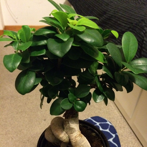 Mein Ficus Ginseng Bonsai Verliert Blatter Was Soll Ich Tun Pflanzen Japan Baum