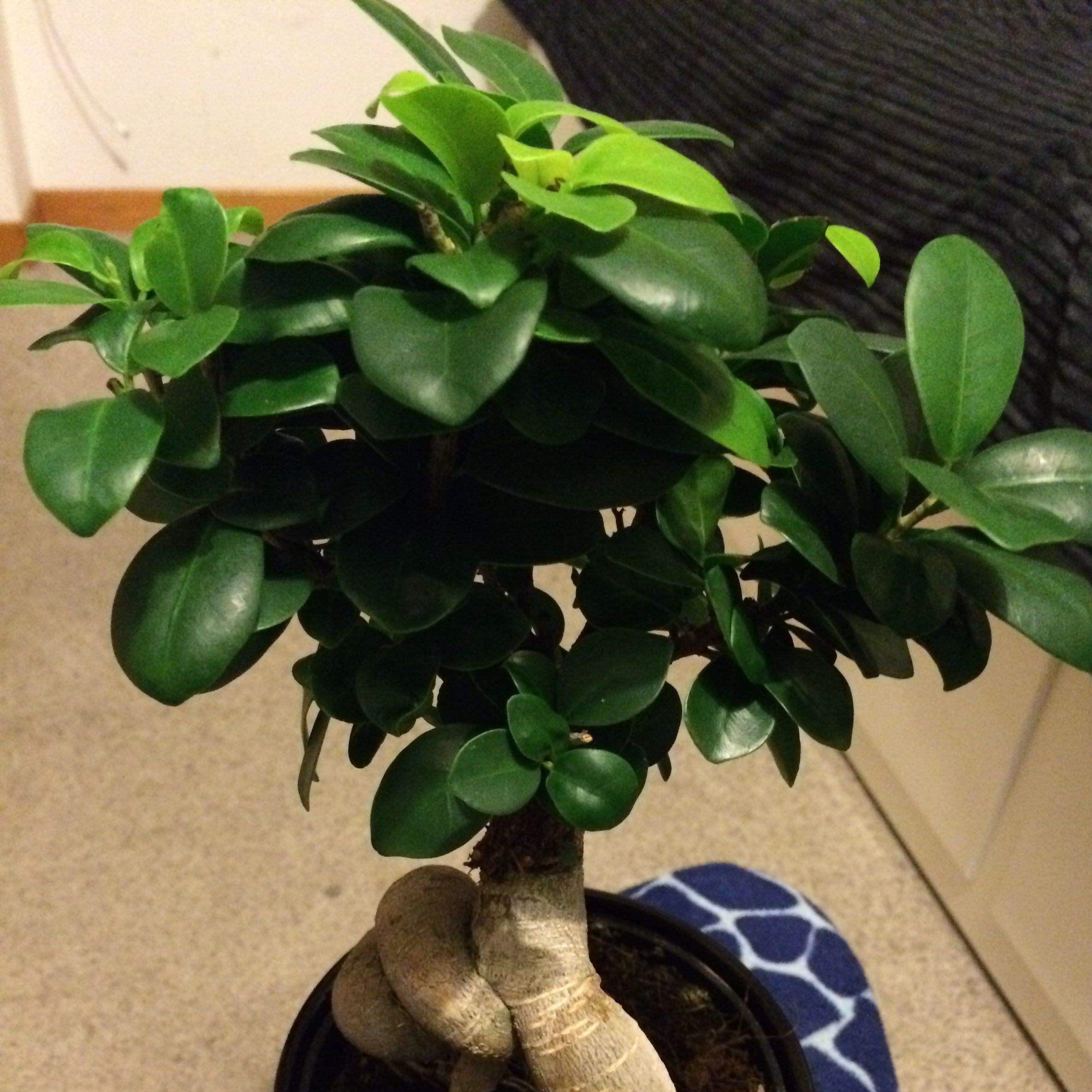 Mein Ficus Ginseng Bonsai verliert Bltter. Was soll ich tun? (Pflanzen,  Japan, Baum)