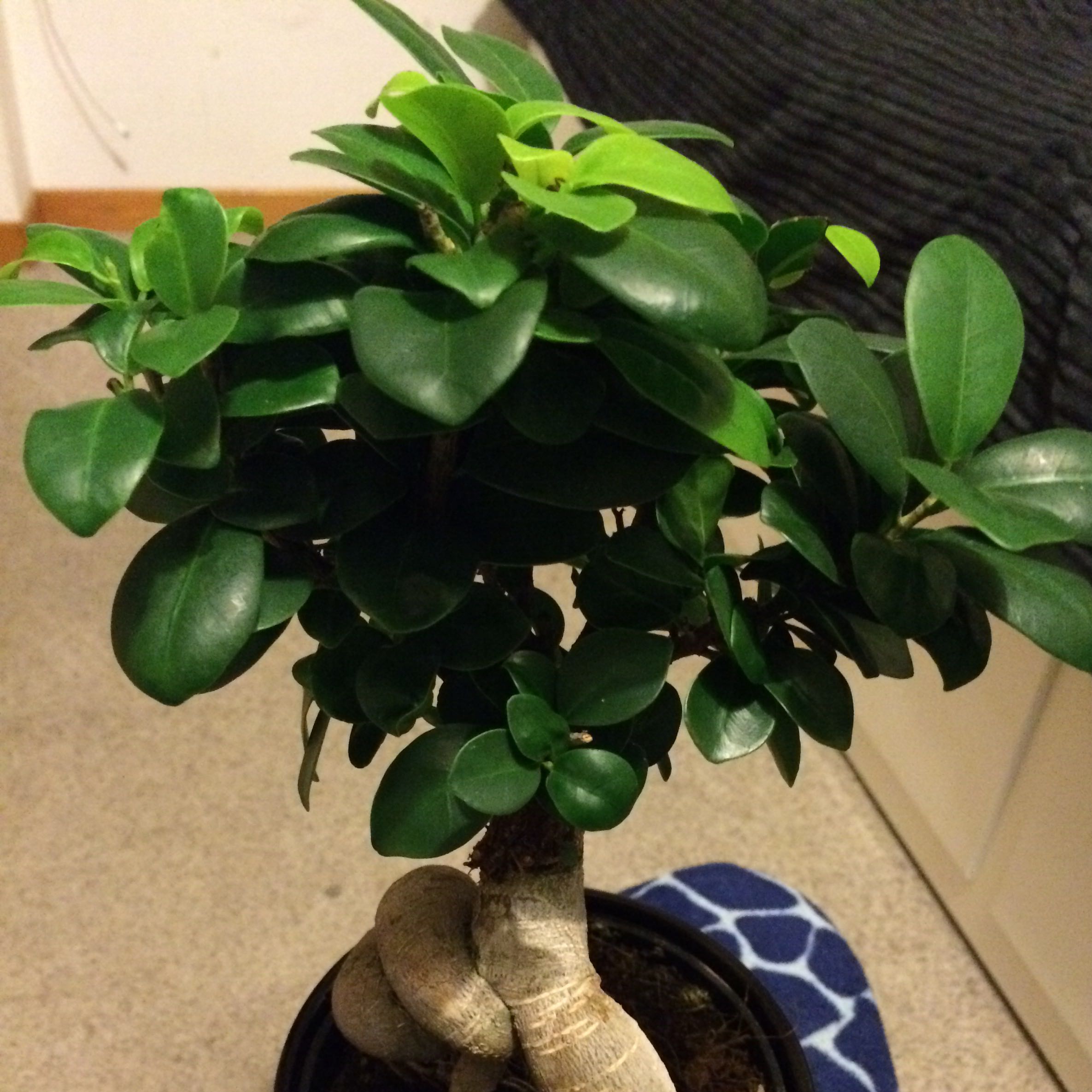 Mein Ficus Ginseng Bonsai verliert Bl tter Was soll ich Mein Ficus Ginseng Bonsai verliert Bl tter Was soll ich
