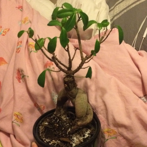Mein Ficus Ginseng Bonsai Verliert Blatter Was Soll Ich Tun Pflanzen Japan Baum