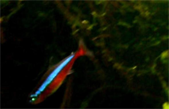 schräg schwimmender roter Neon - (Wasser, Fische, Aquarium)